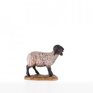 LP21206-SColor13 - Schwarzkoepfiges Schaf stehend