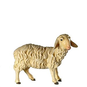 BH5030Zwei0geb15 - Schaf stehend 