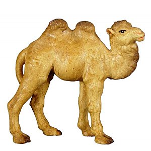 JM8027Natur15 - Junges Kamel