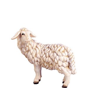 DU4357 - Sheep looking back H.K.