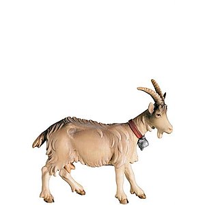 FL425447Natur11,5 - A-Goat looking