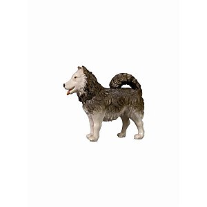 IE052029Color10 - IN Dog
