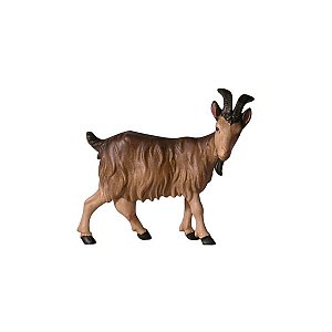 IE052058Color10 - IN Goat