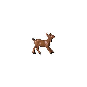 IE052059Color10 - IN Young goat
