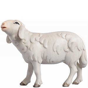 IE054052Color10 - LI Sheep running