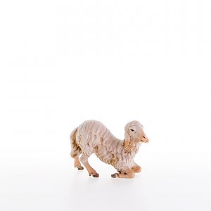 LP21204-AZwei0geb2 - Sheep kneeling