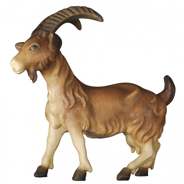 20DA155024 - Goat without kid