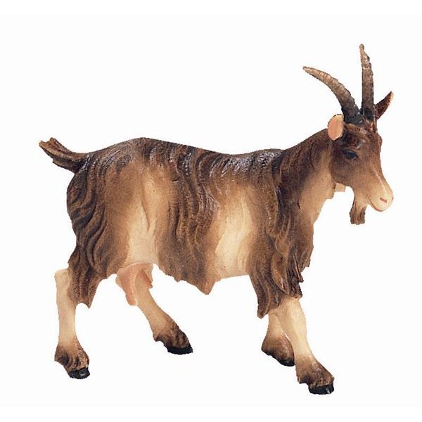 BH5034 - Goat