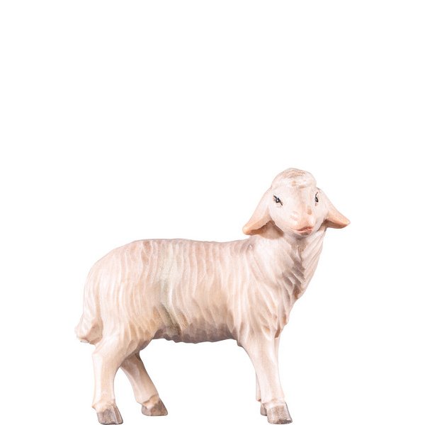 DU4251 - Sheep standing T.K.