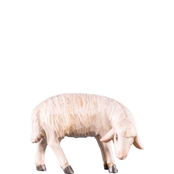 DU4252 - Sheep grazing T.K.