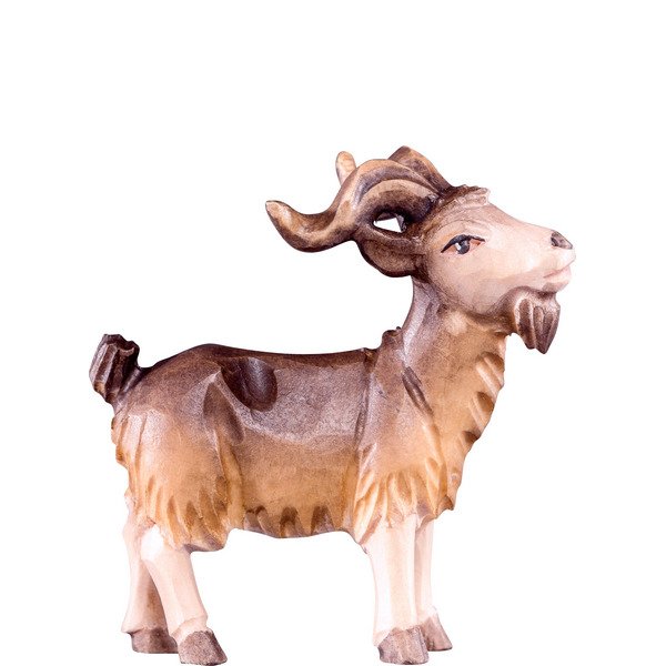 DU4273 - Billy goat T.K.