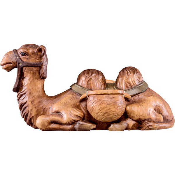 DU4296 - Camel lying T.K.
