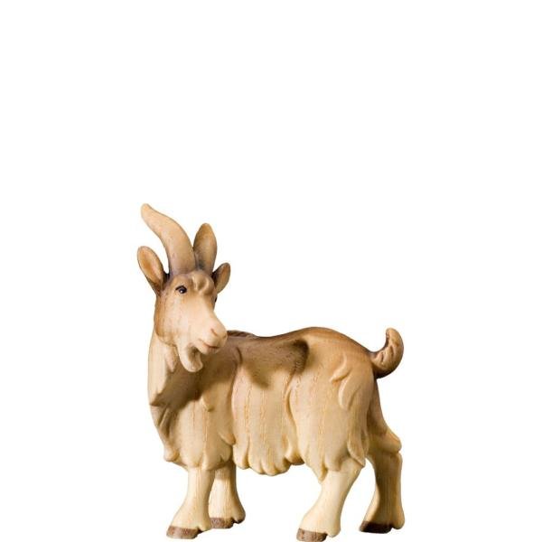 FL424447 - N-Goat looking backwards