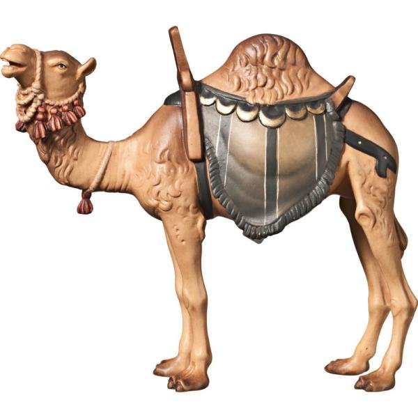 FL425252 - A-Camel