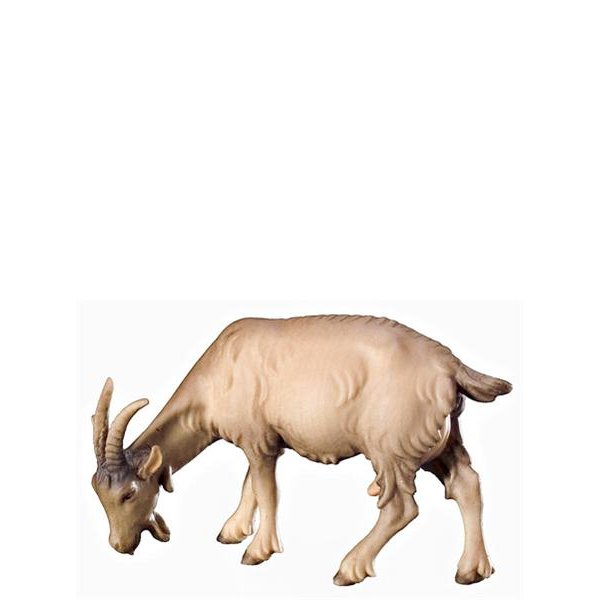 FL425451 - A-Goat grazing
