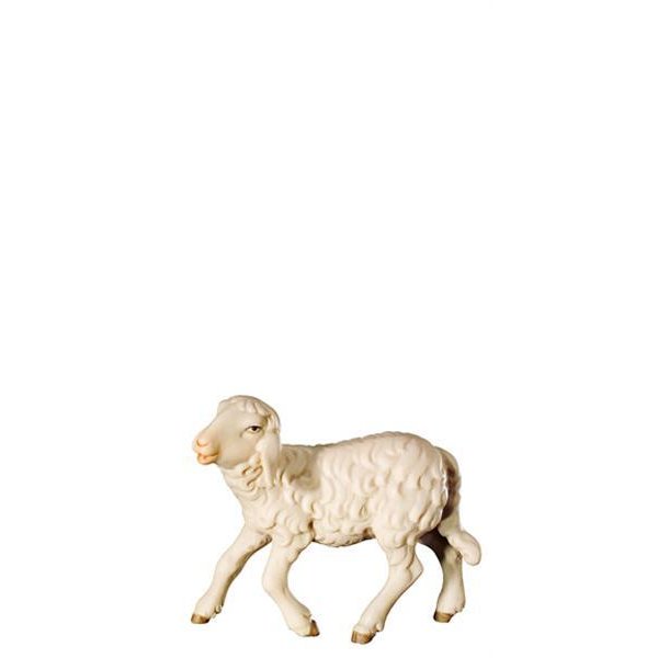 FL425494 - A-Young sheep