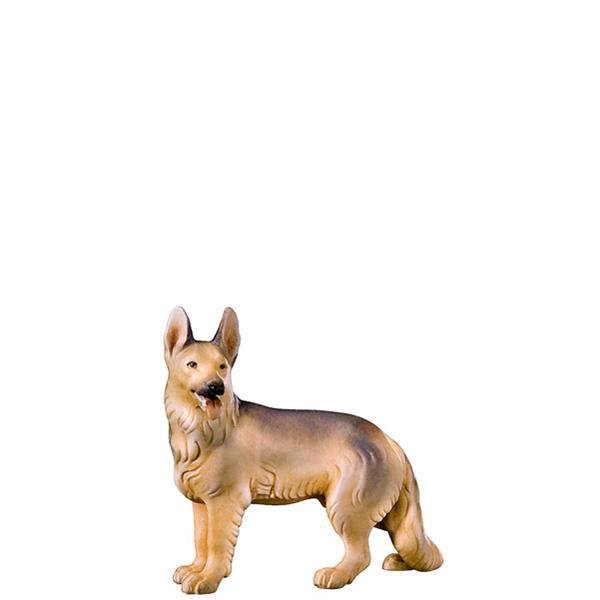 FL425571 - A-Shepherd's dog