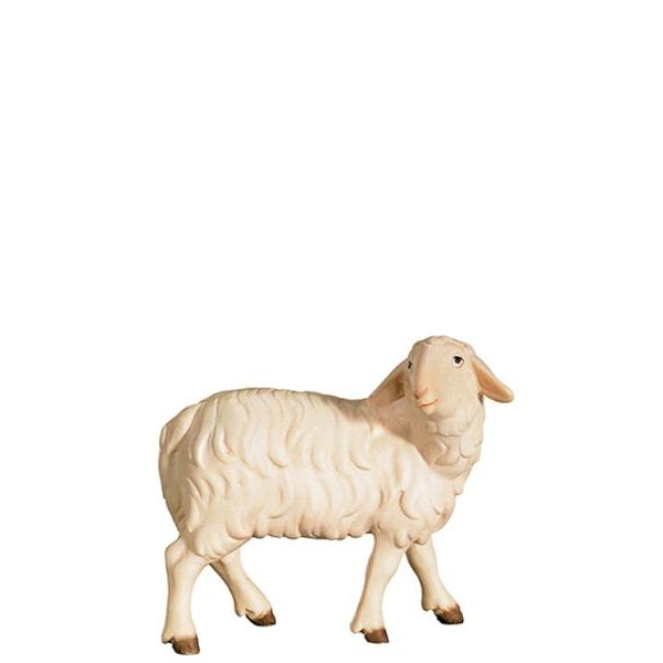 FL426436 - O-Sheep looking backwards