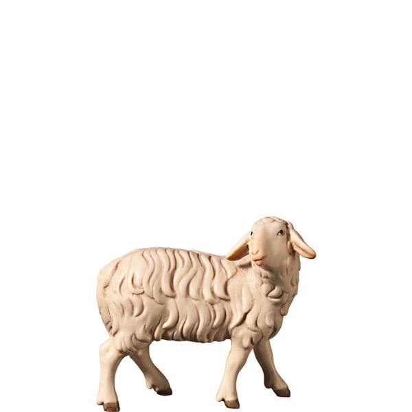 FL427436 - H-Sheep looking backwards