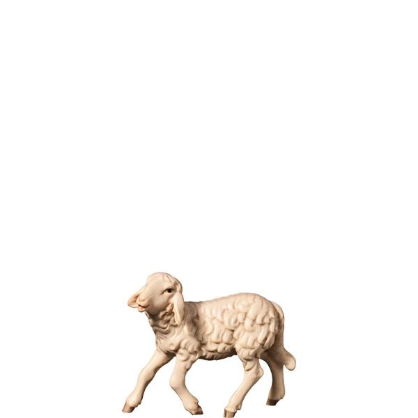 FL427494 - H-Young sheep