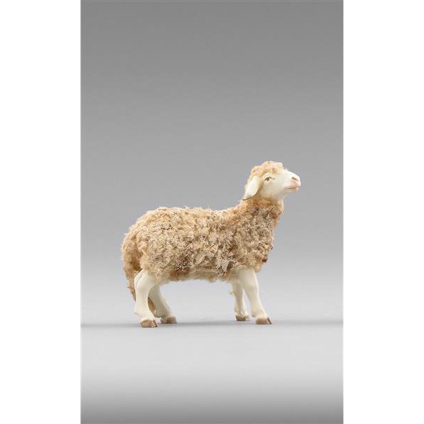 HD236102 - Sheep