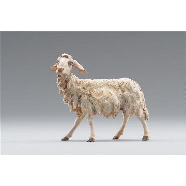HD236120 - Sheep