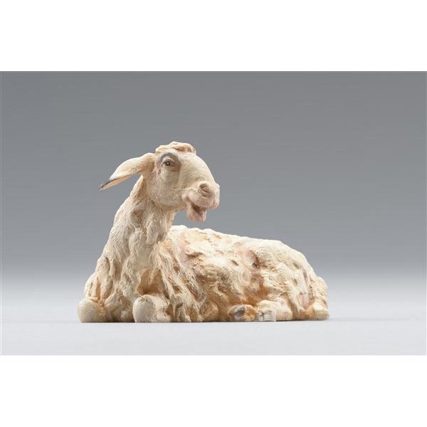 HD236121 - Sheep lying