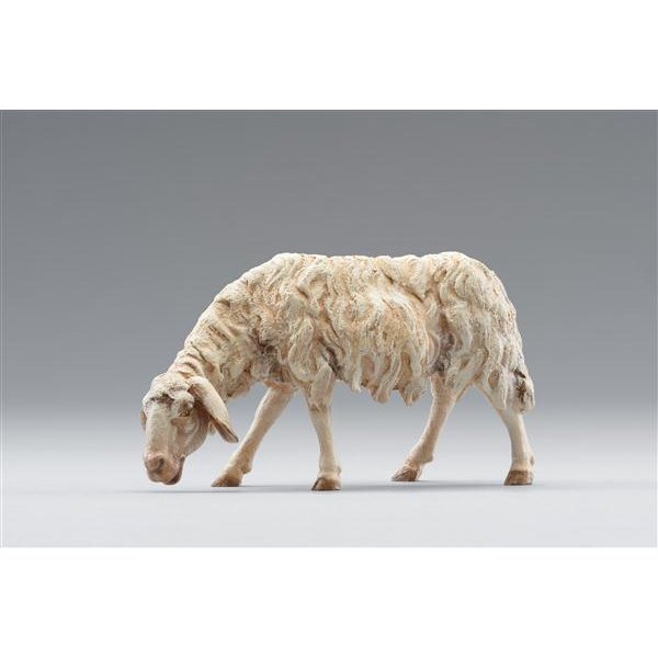 HD236122 - Sheep
