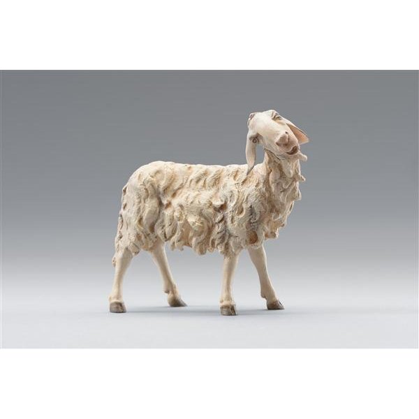 HD236123 - Sheep