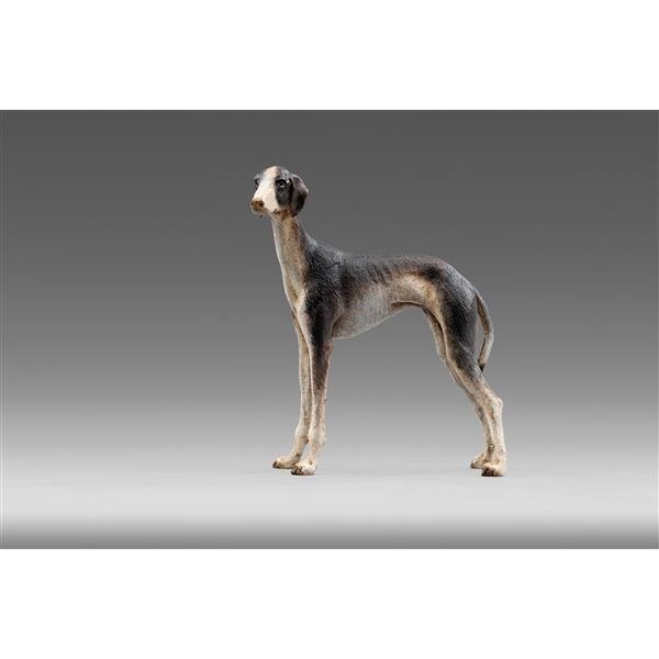 HD236201 - Greyhound