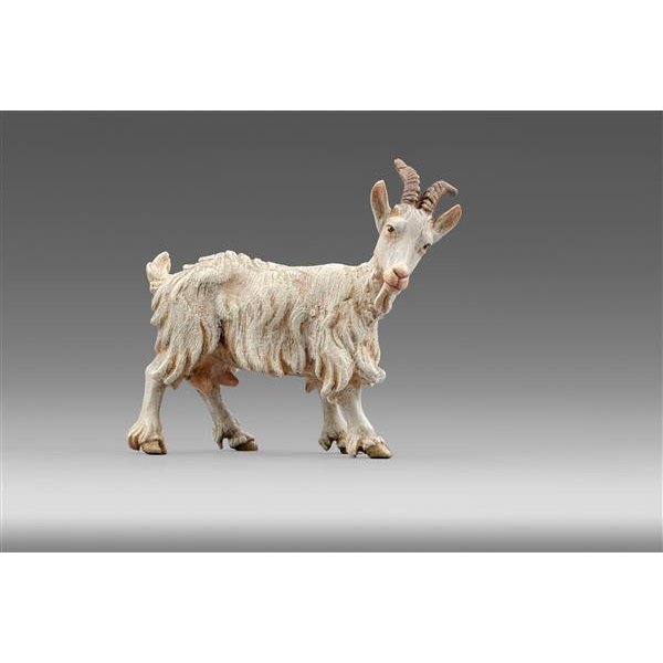 HD236506 - Goat
