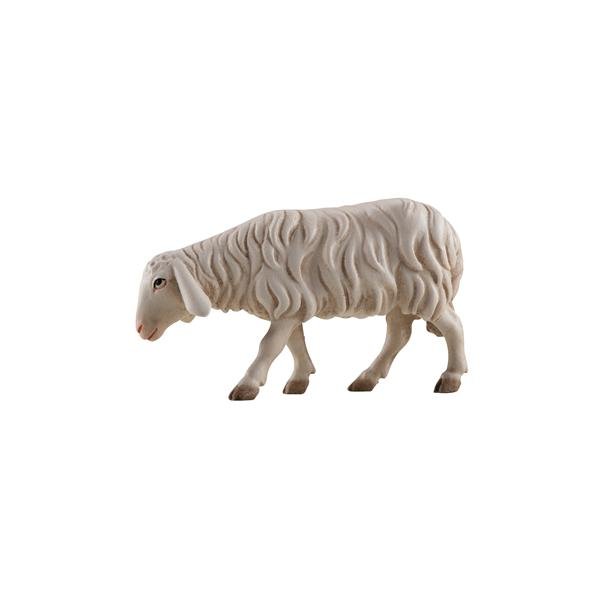 IE051071 - IN Sheep looking forward