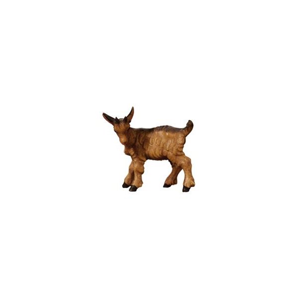 IE053072 - SI Kid goat looking lelt
