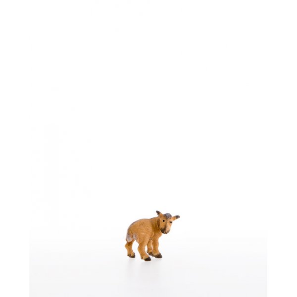 LP10200-43 - Kid goat