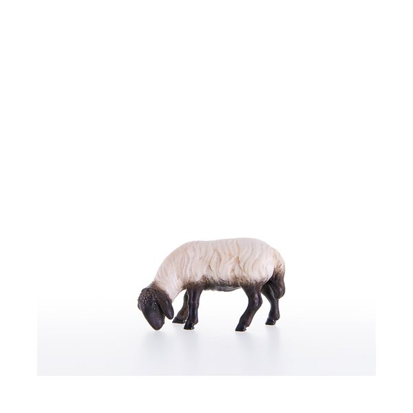 LP21201-AS - Sheep grazing with black head