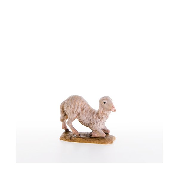 LP21204 - Sheep kneeling