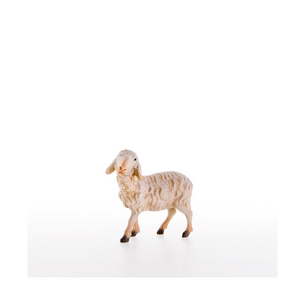 LP21205-A - Sheep standing
