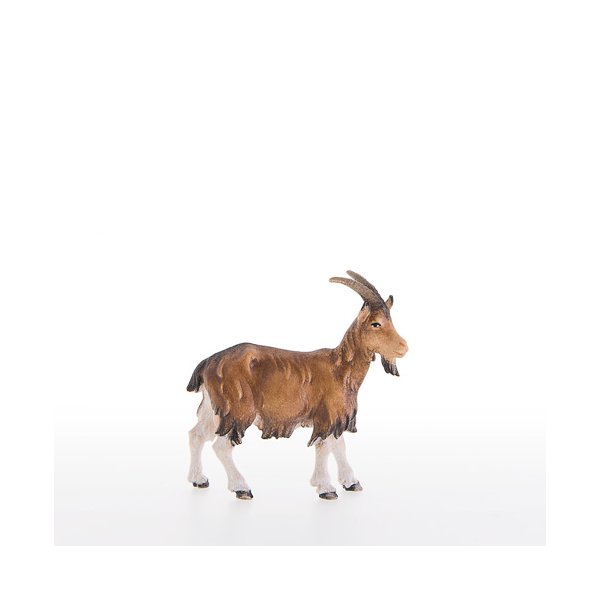 LP21305-A - Goat