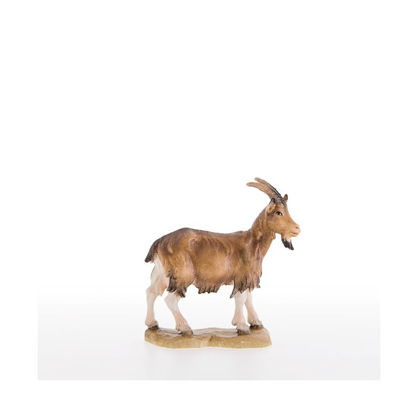LP21305 - Goat