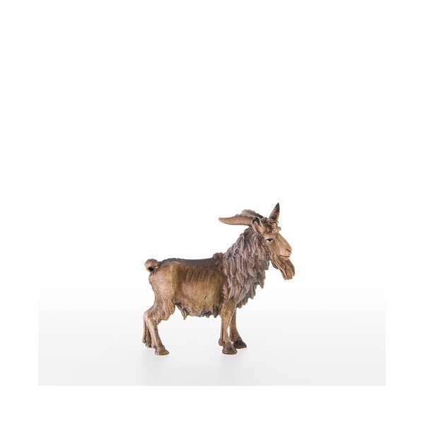 LP21378 - He-goat