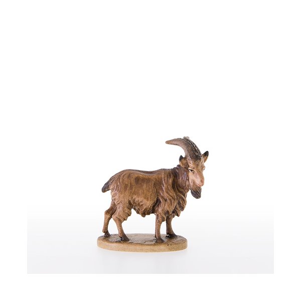 LP21379 - He-goat