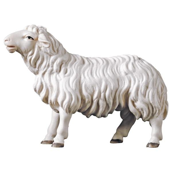 UP700137 - UL Sheep looking forward