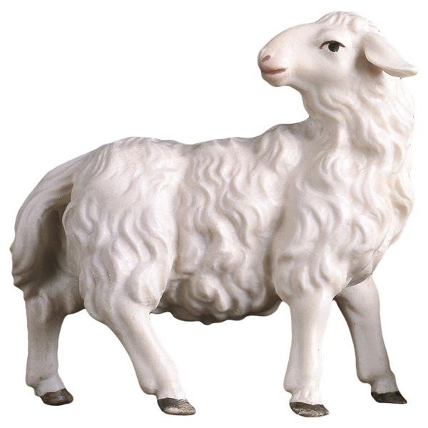 UP700177 - UL Sheep looking backward