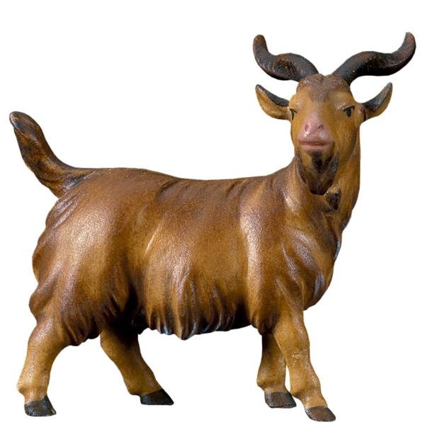 UP800137 - SA He-Goat