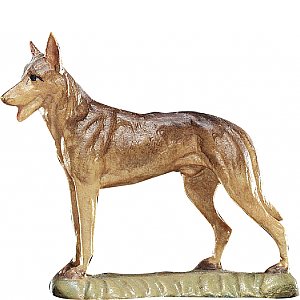 20DA150018024 - German shepherd