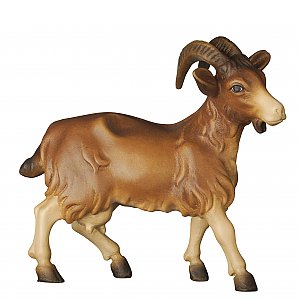 20DA155022009 - Goat