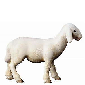 BH4030Zwei0geb15 - Sheep standing 