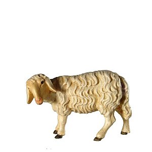 BH5033Natur9 - Sheep 