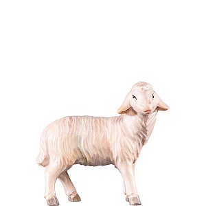 DU4251Lasiert18 - Sheep standing T.K.