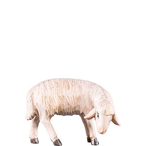 DU4252Natur15 - Sheep grazing T.K.